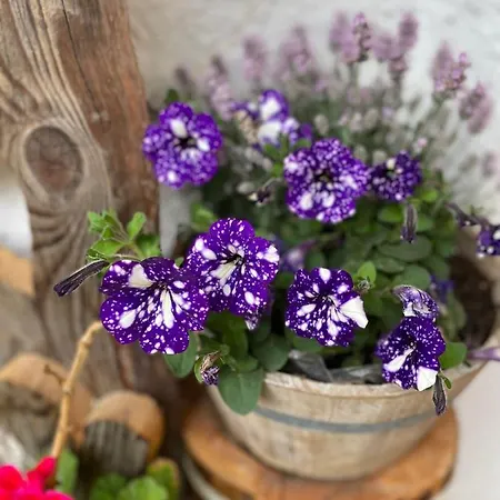 Апартаменты Haus Gosta