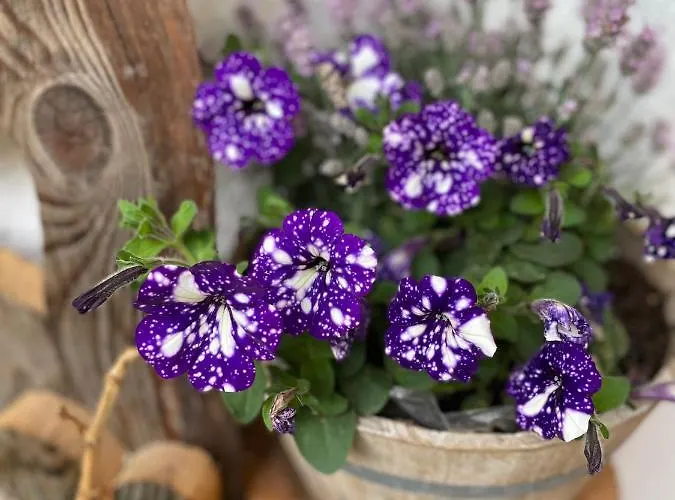 Apartment Haus Gosta